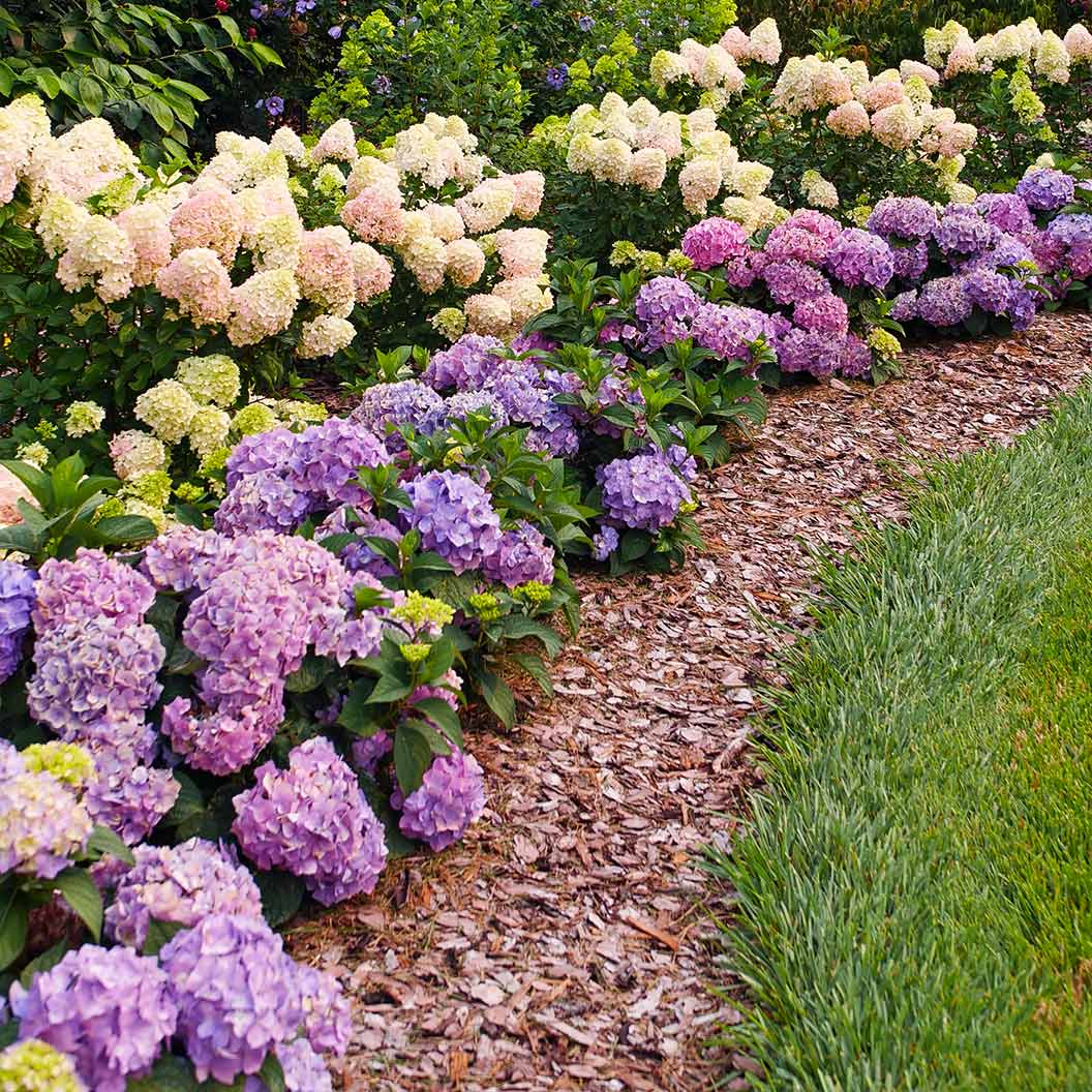 Proven Winners® Let's Dance Sky View® Hydrangea - Image 4