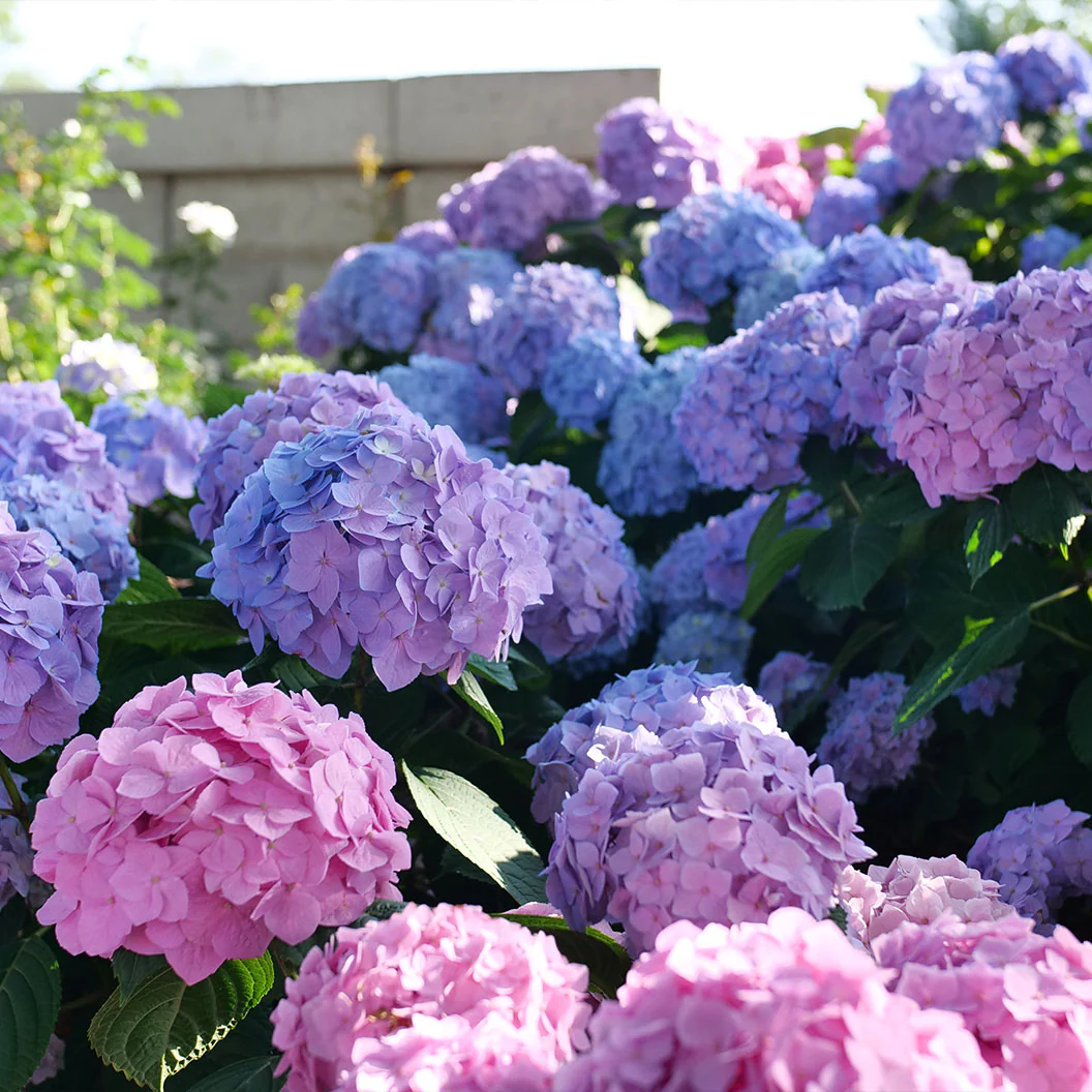 Proven Winners® Let's Dance Sky View® Hydrangea - Image 5