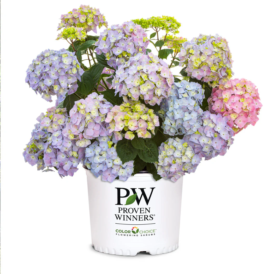 Proven Winners® Let's Dance Sky View® Hydrangea - Image 6