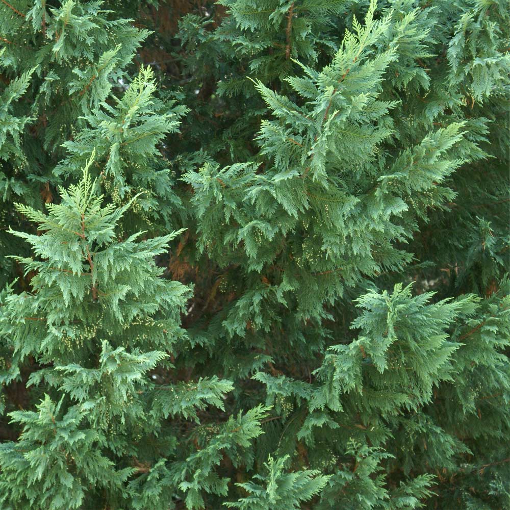 Leyland Cypress Tree - Image 3