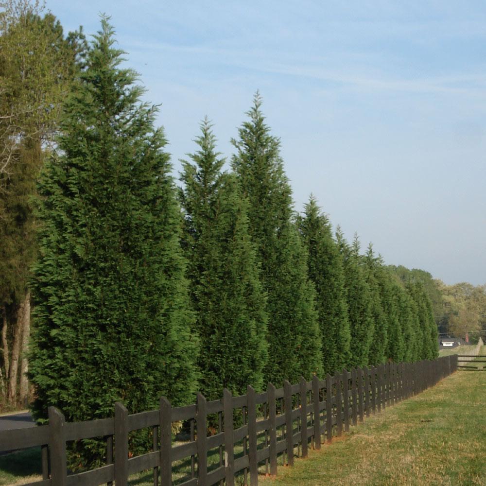 Leyland Cypress Tree - Image 4