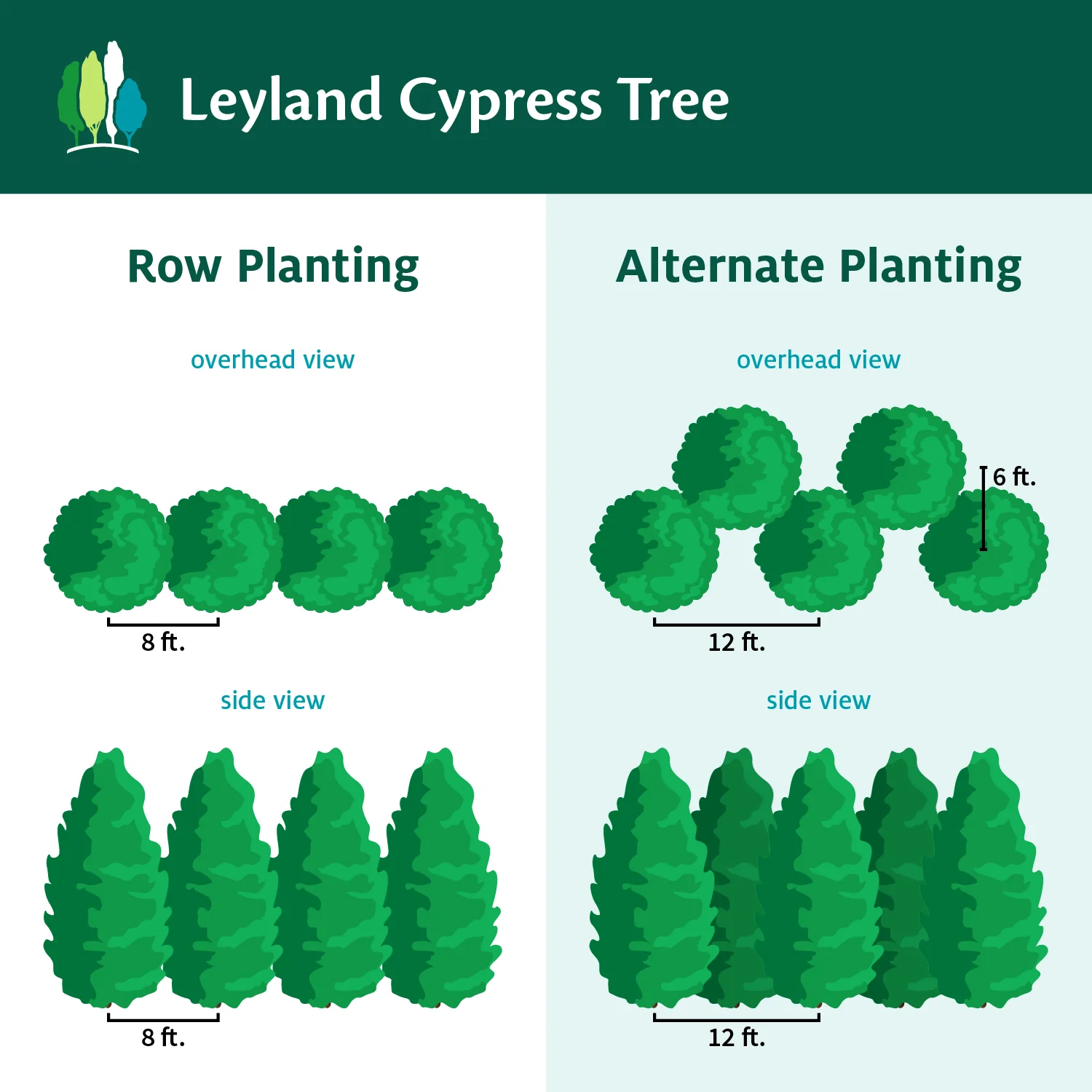 Leyland Cypress Tree - Image 6