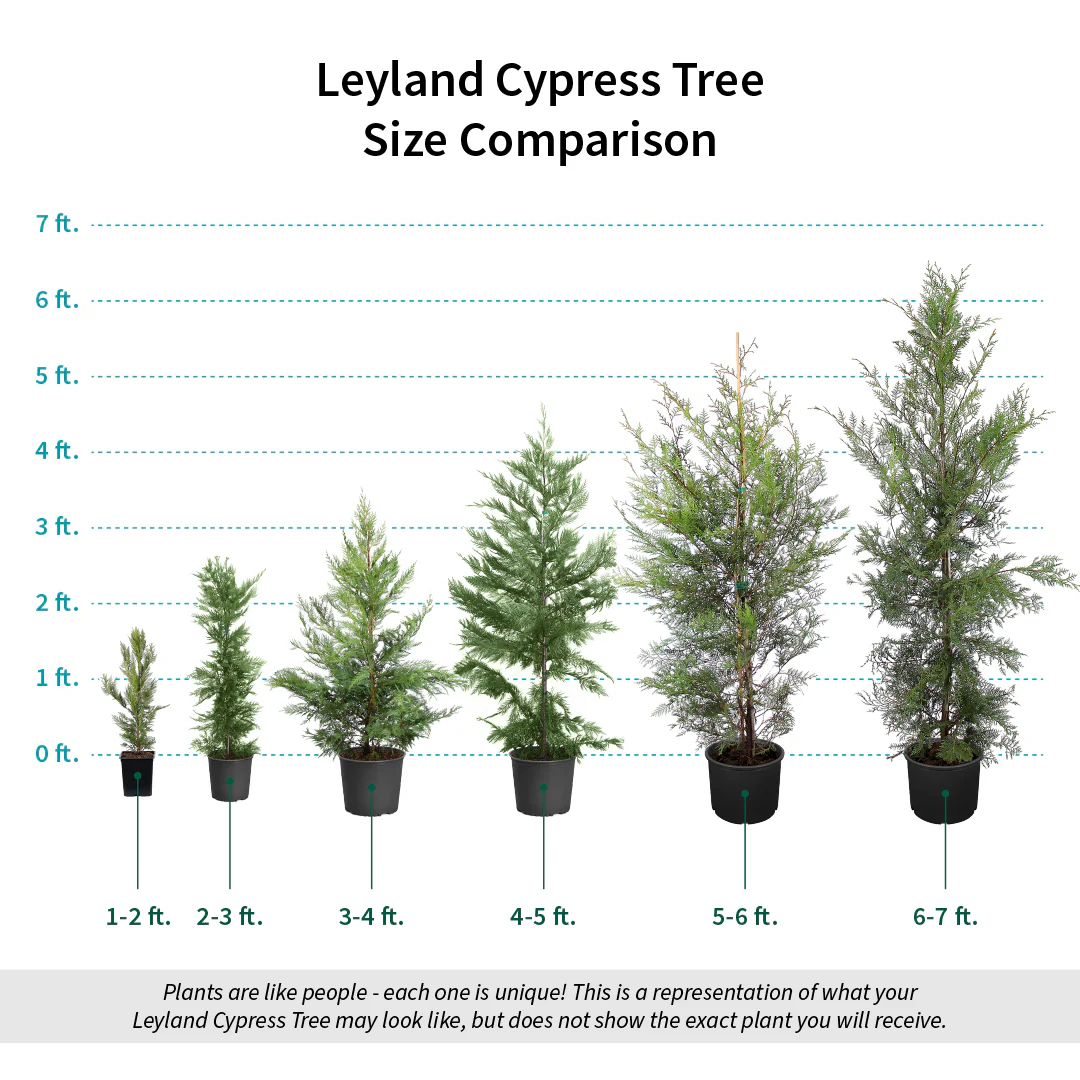 Leyland Cypress Tree - Image 7