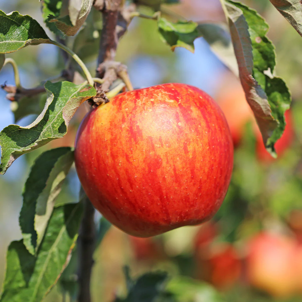 Liberty Apple Tree - Image 2