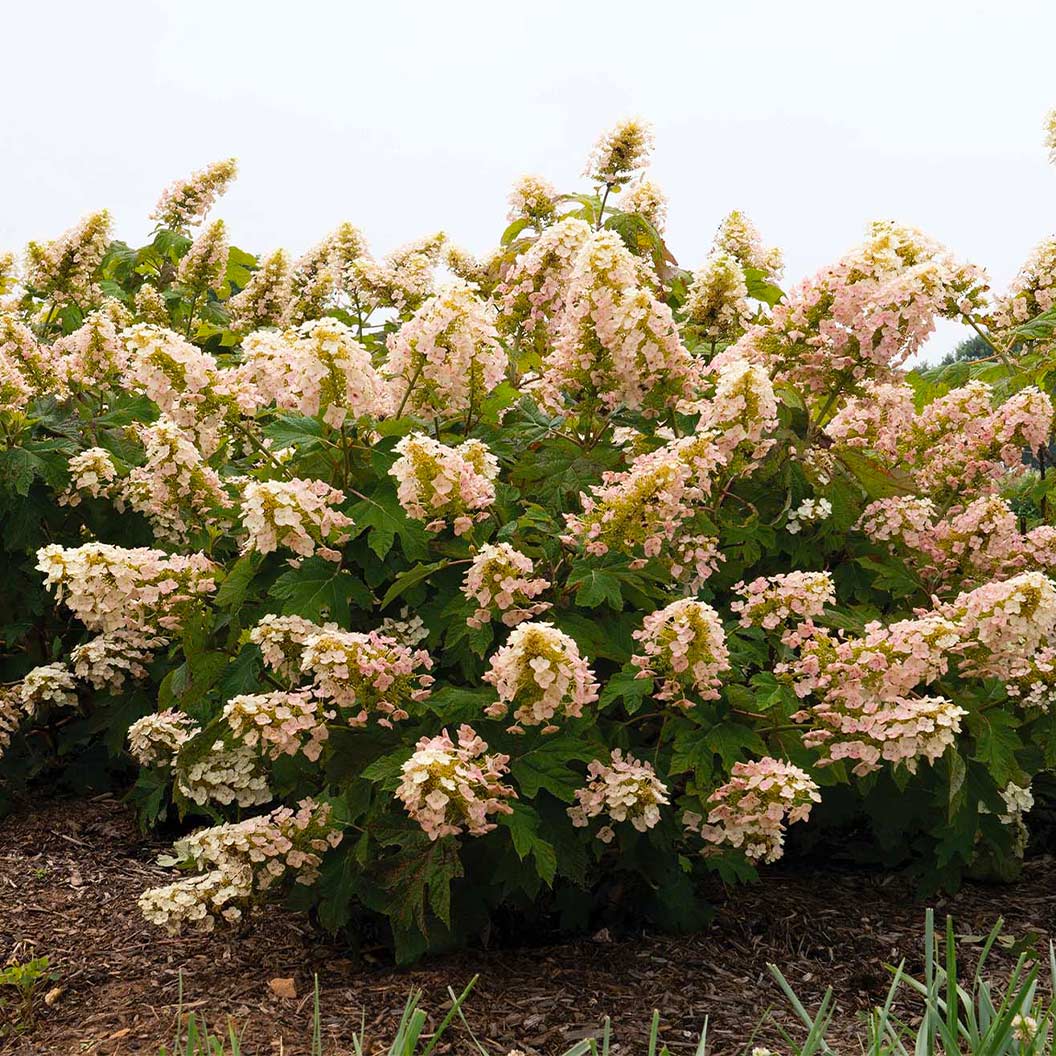Lil' Annie Oakleaf Hydrangea Shrub - Image 2