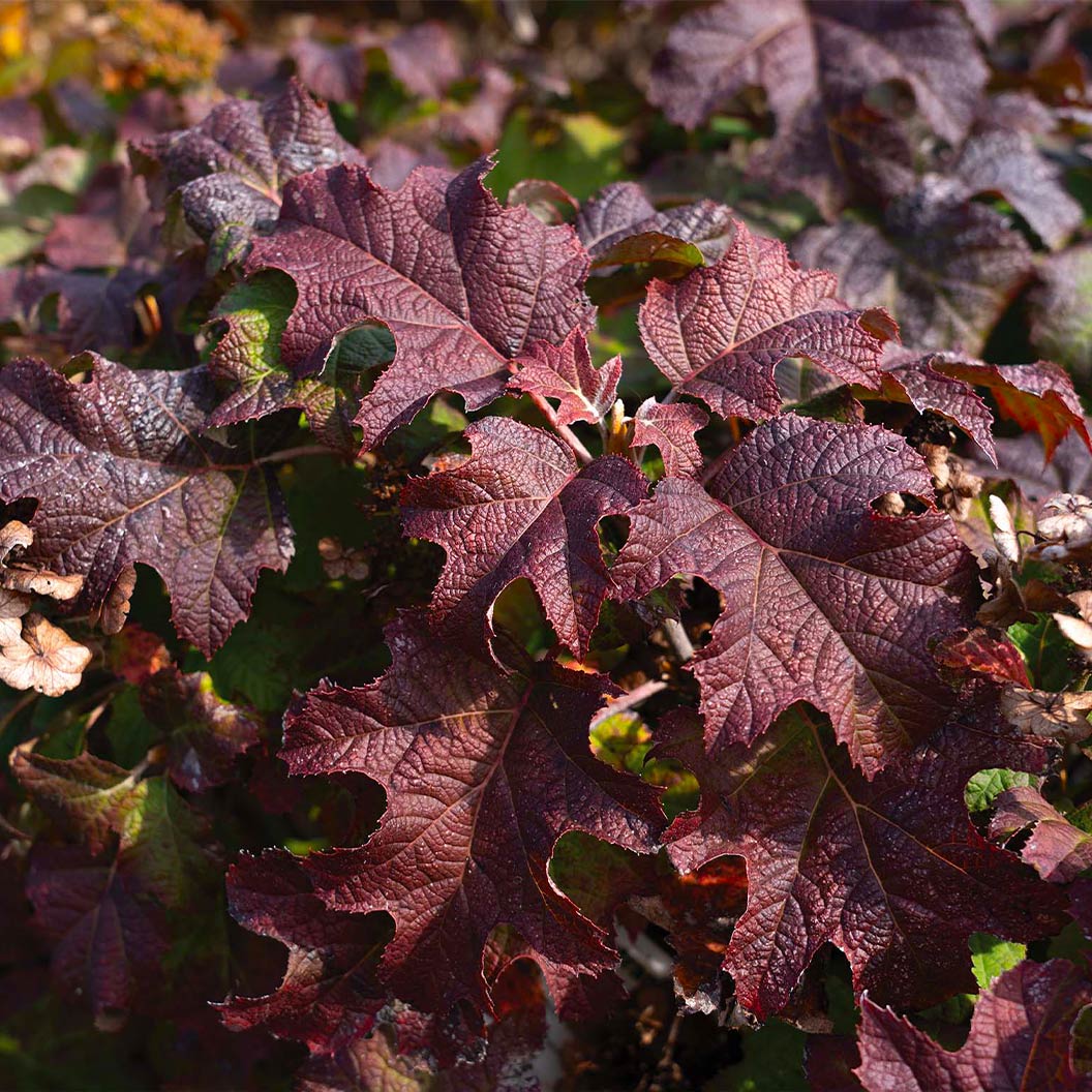 Lil' Annie Oakleaf Hydrangea Shrub - Image 3