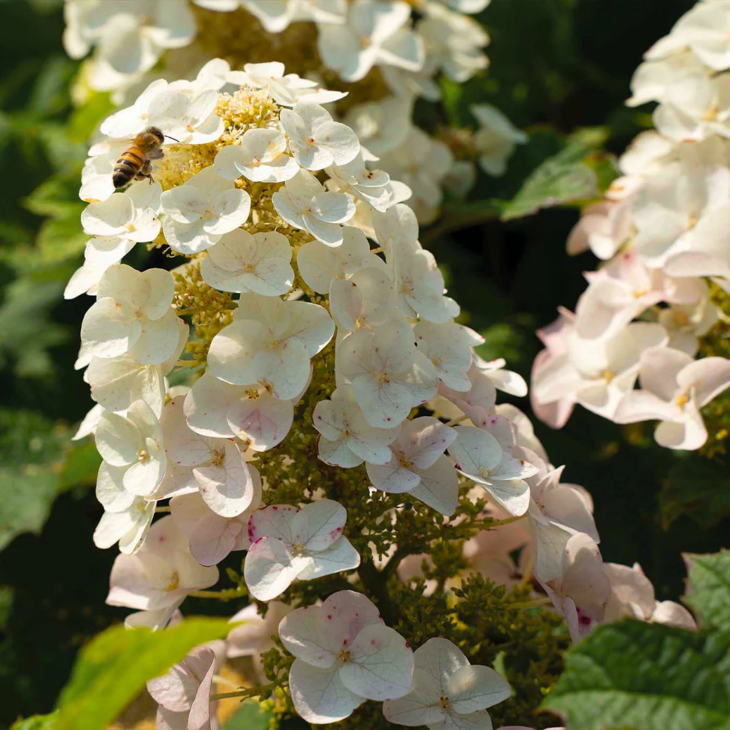 Lil' Annie Oakleaf Hydrangea Shrub - Image 4