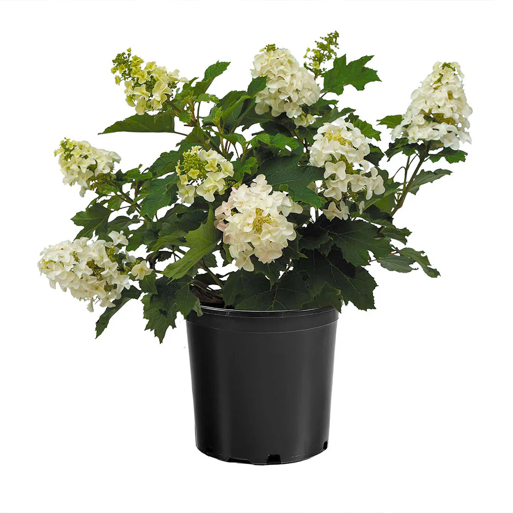 Lil' Annie Oakleaf Hydrangea Shrub - Image 5