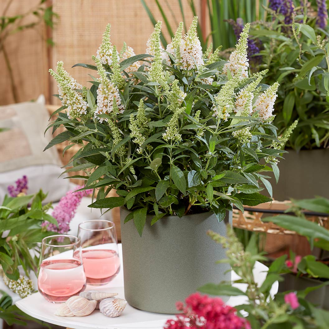 Butterfly Candy® Li'l Coconut Butterfly Bush - Image 3