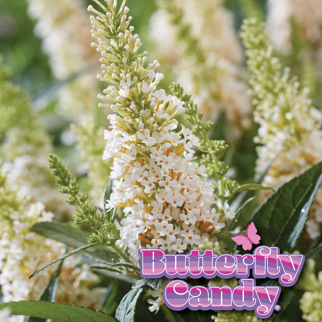 Butterfly Candy® Li'l Coconut Butterfly Bush - Image 4