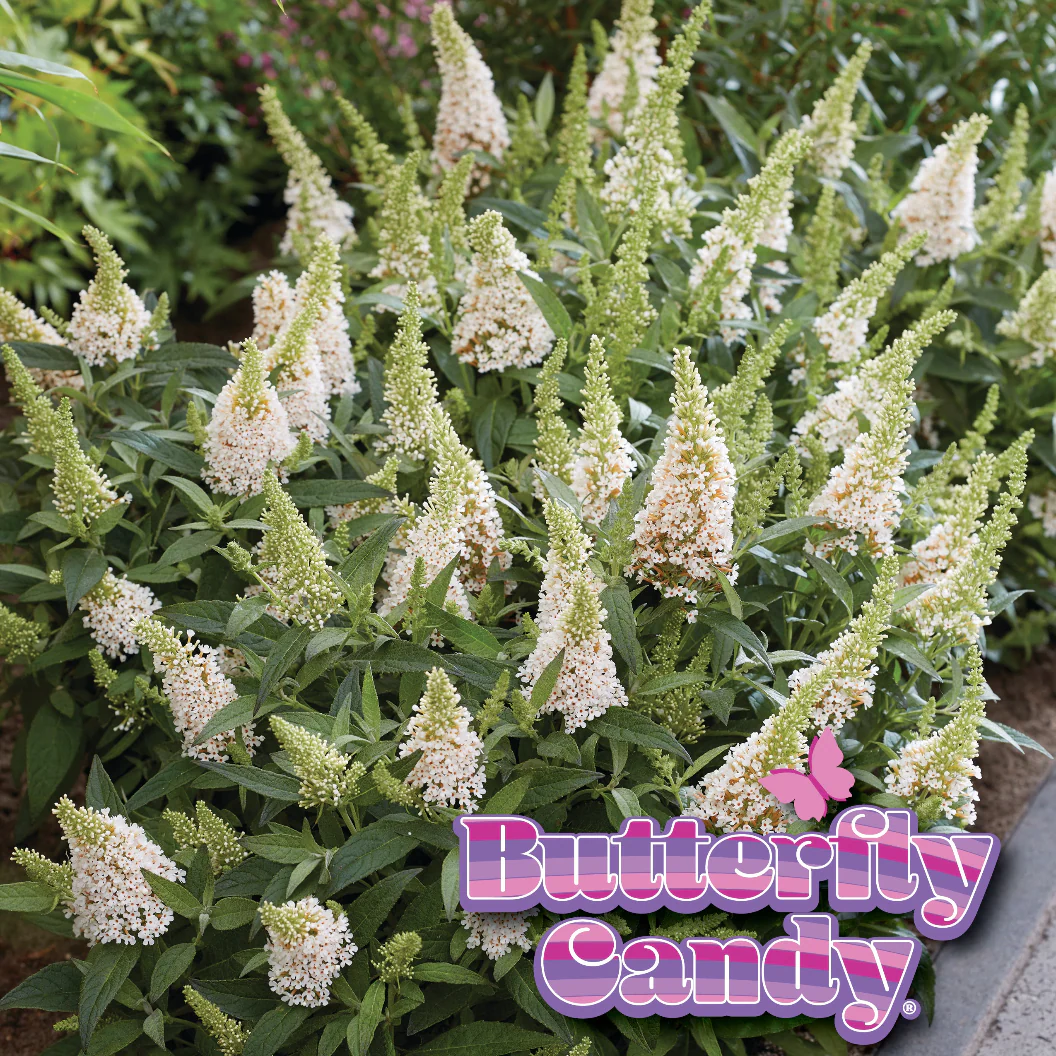 Butterfly Candy® Li'l Coconut Butterfly Bush - Image 5
