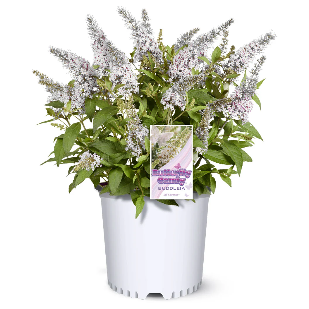 Butterfly Candy® Li'l Coconut Butterfly Bush - Image 6