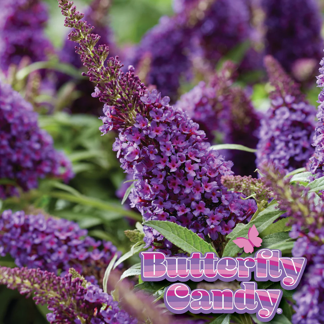 Butterfly Candy® Li'l Grape™ Butterfly Bush - Image 3