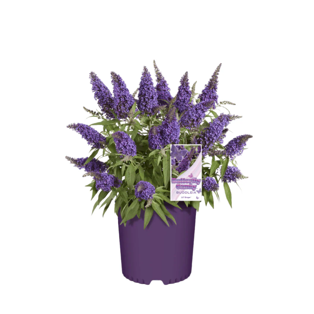 Butterfly Candy® Li'l Grape™ Butterfly Bush - Image 4