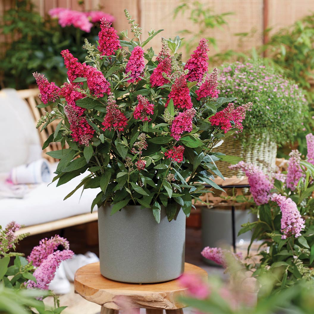 Butterfly Candy® Li'l Raspberry Butterfly Bush - Image 3