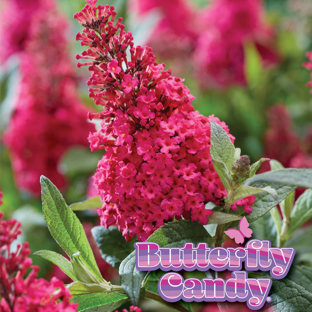 Butterfly Candy® Li'l Raspberry Butterfly Bush - Image 4