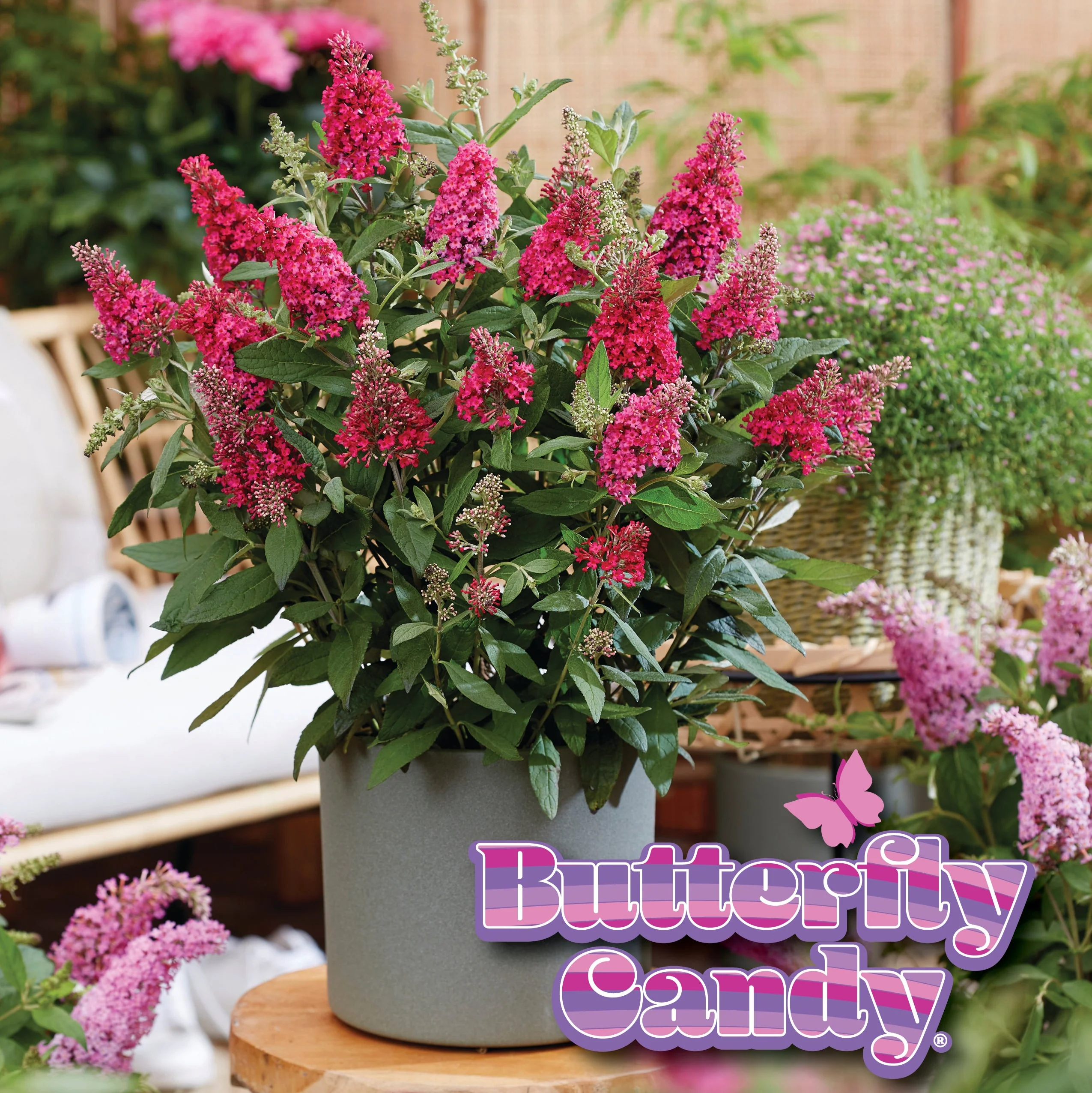 Butterfly Candy® Li'l Raspberry Butterfly Bush - Image 5