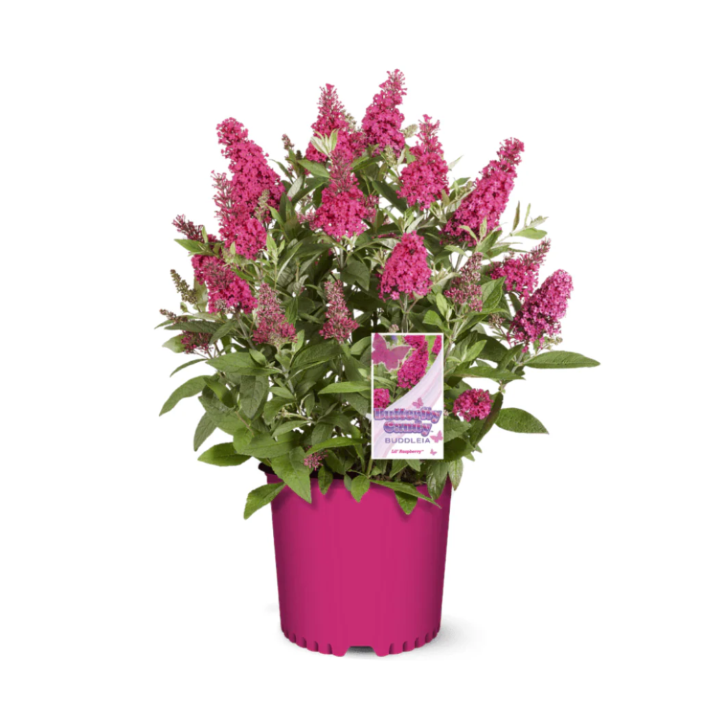 Butterfly Candy® Li'l Raspberry Butterfly Bush - Image 6