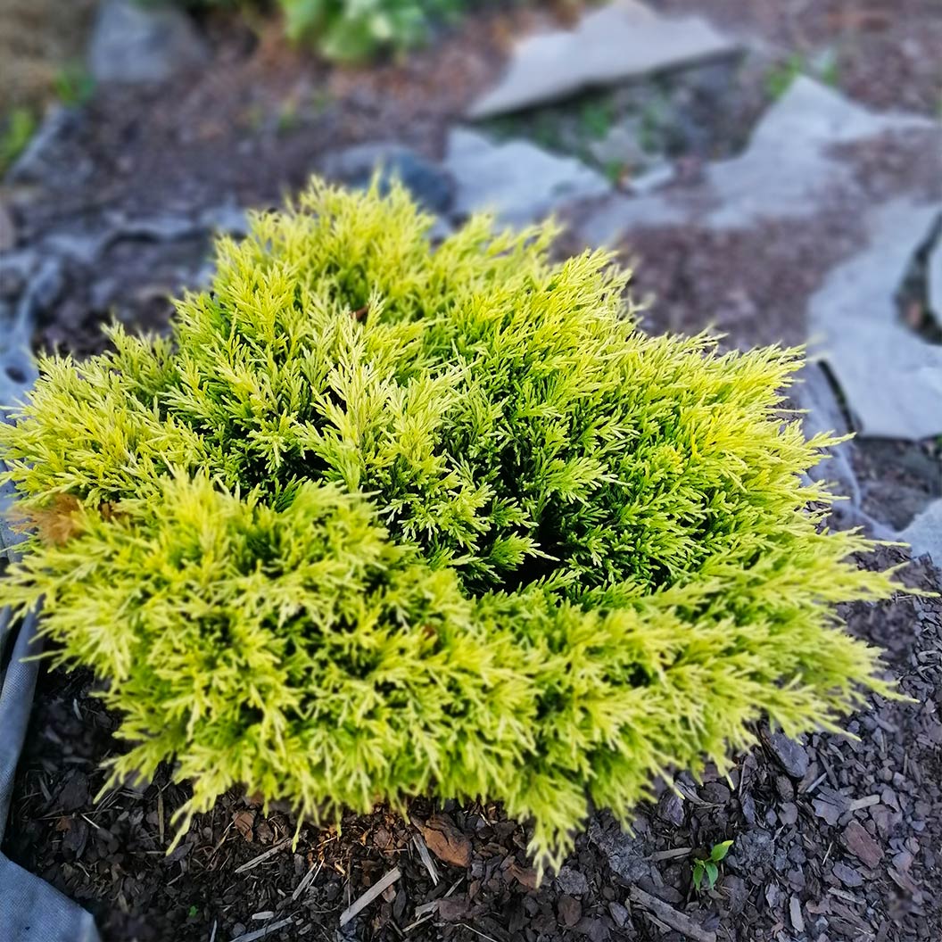 Lime Glow Juniper Shrub - Image 2