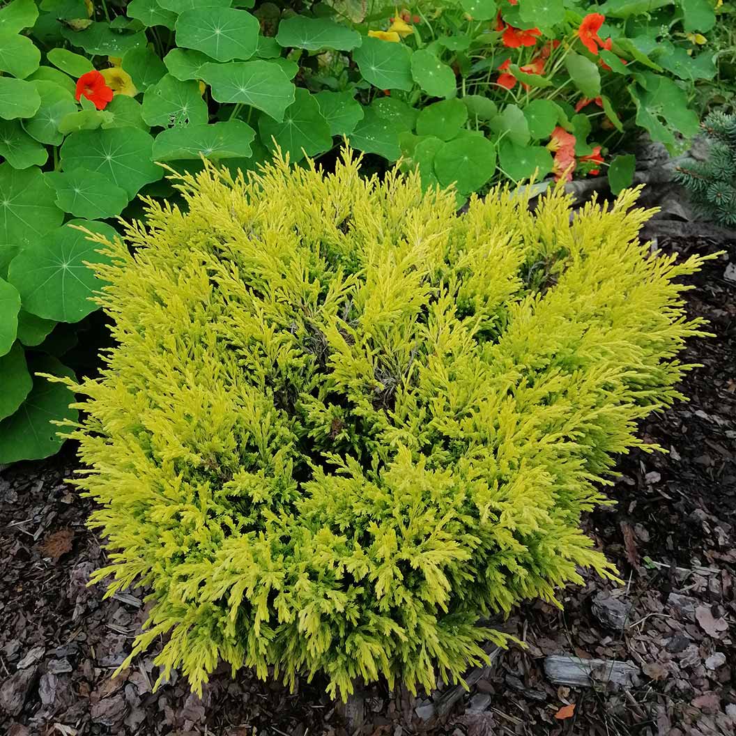 Lime Glow Juniper Shrub - Image 3