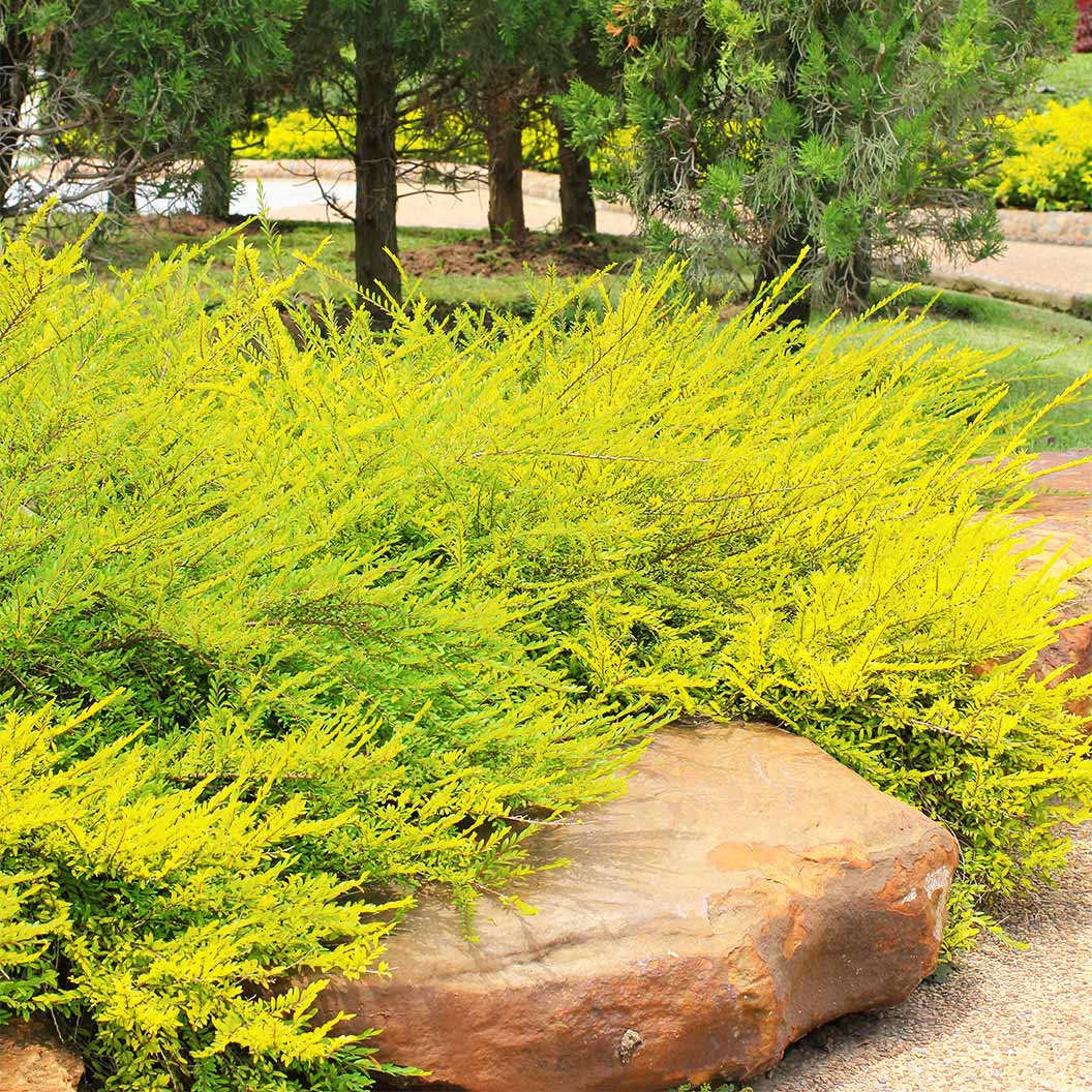 Lime Glow Juniper Shrub - Image 4