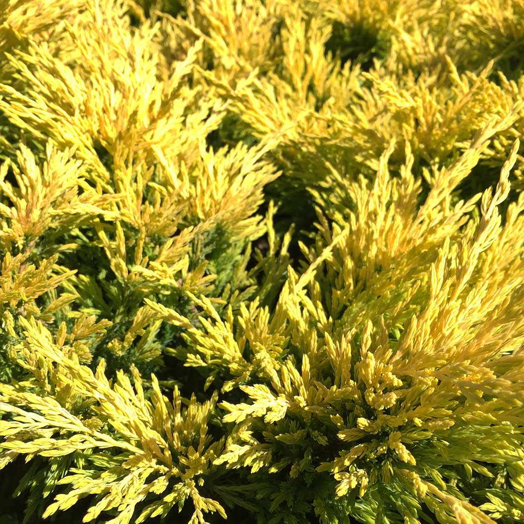 Lime Glow Juniper Shrub - Image 5