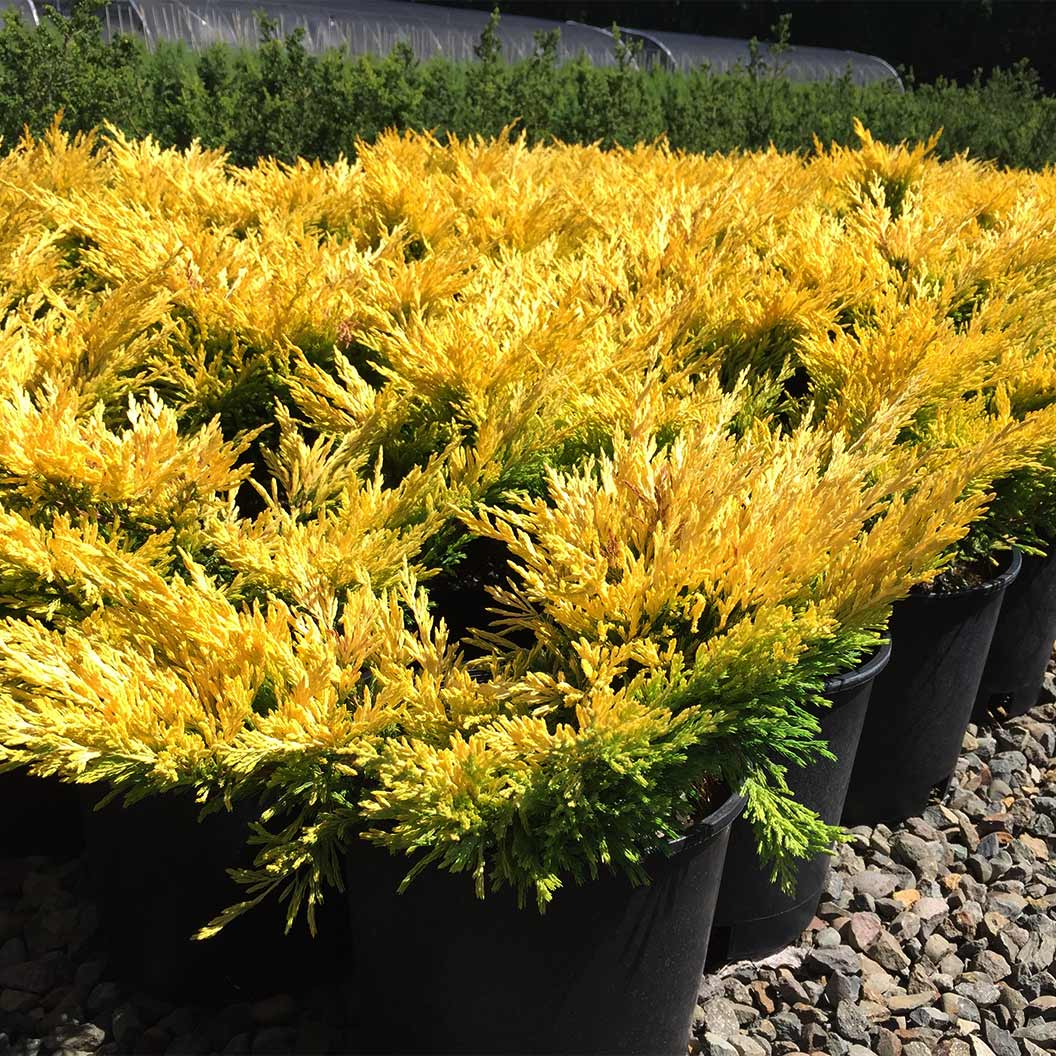 Lime Glow Juniper Shrub - Image 6