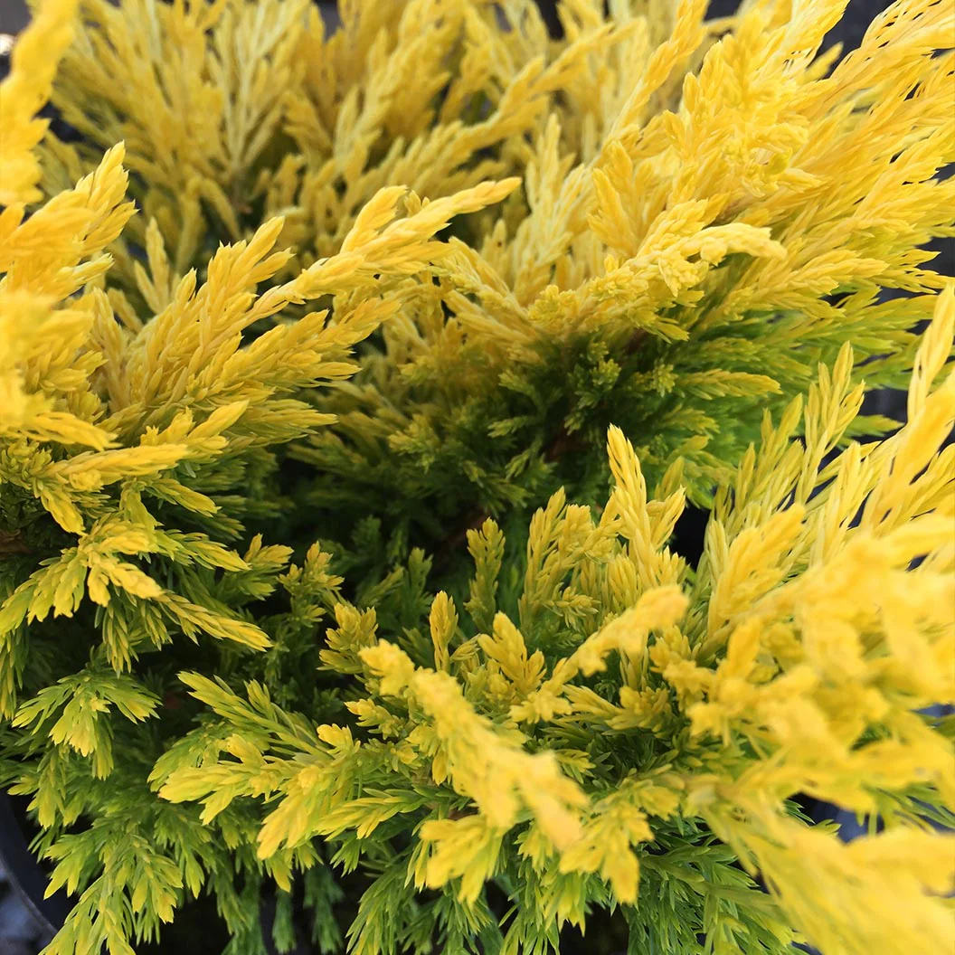 Lime Glow Juniper Shrub - Image 7