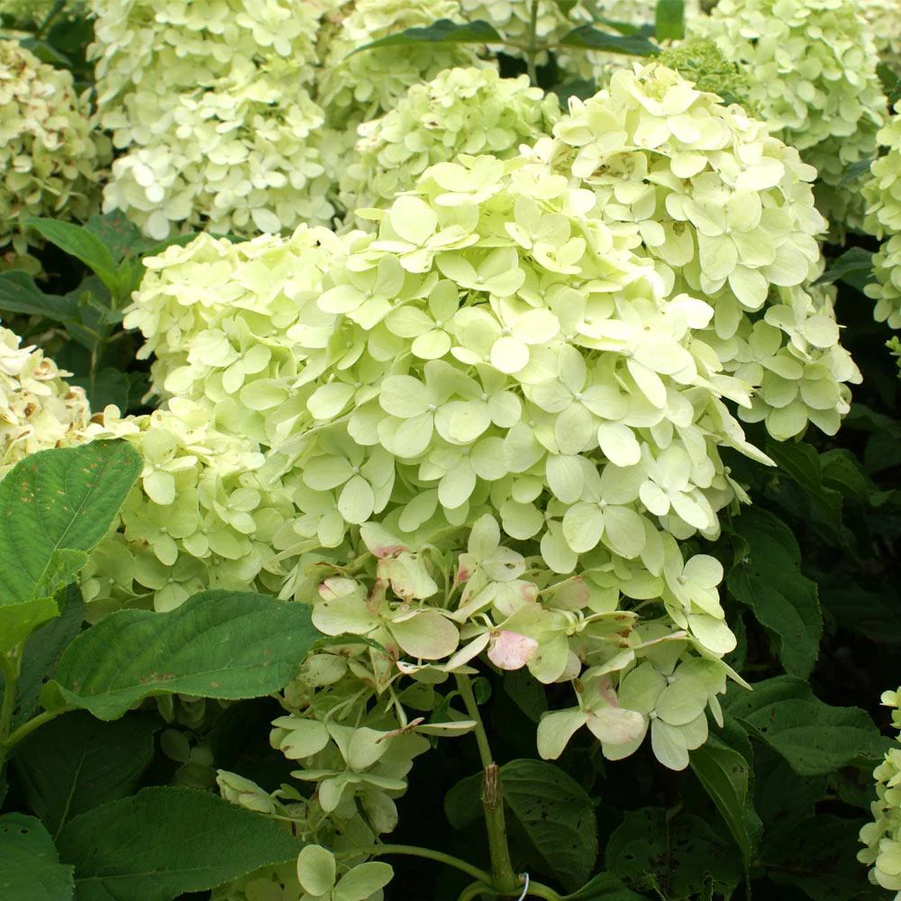 Proven Winners® Limelight Hydrangea Shrub - Image 3