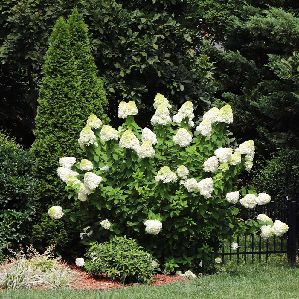 Proven Winners® Limelight Hydrangea Shrub - Image 4