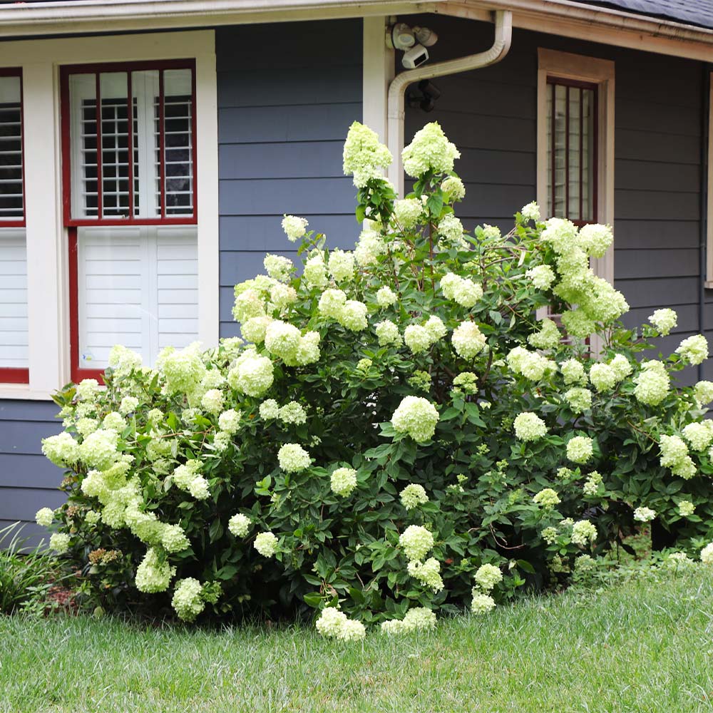 Proven Winners® Limelight Hydrangea Shrub - Image 5
