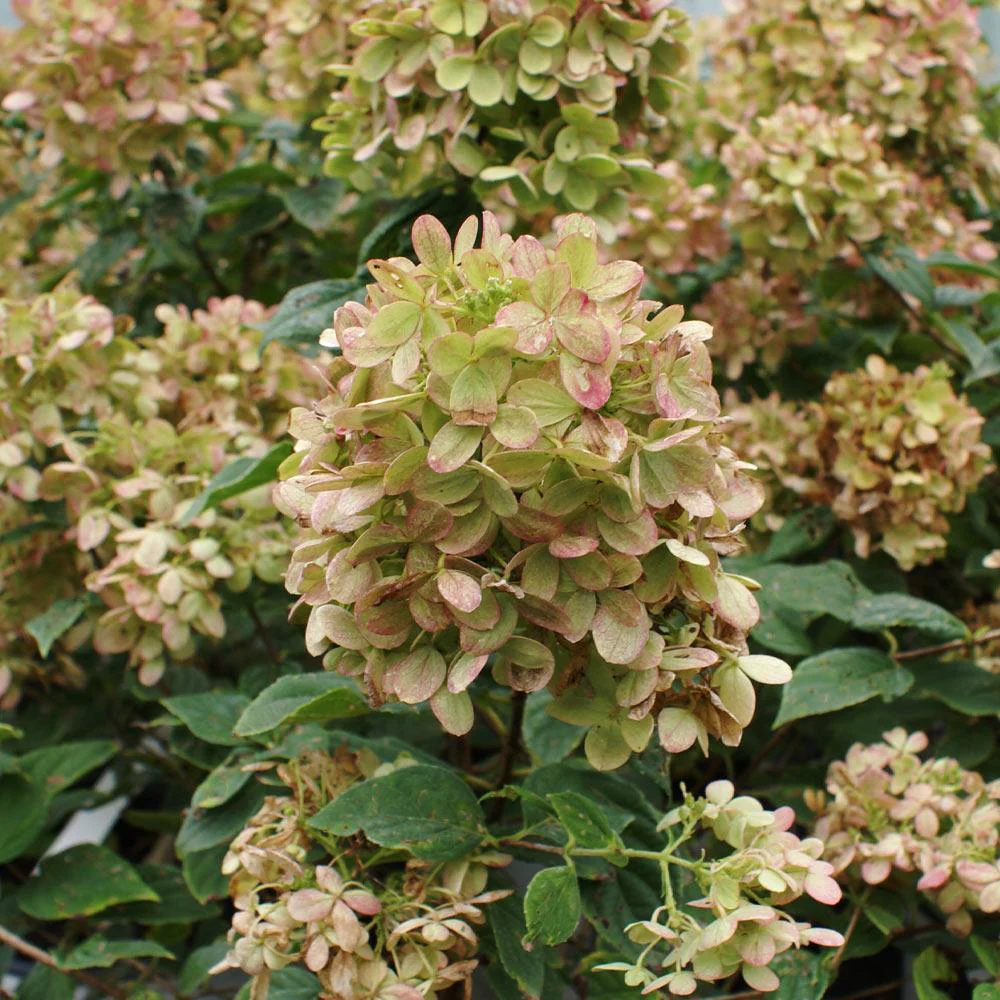 Proven Winners® Limelight Hydrangea Shrub - Image 6