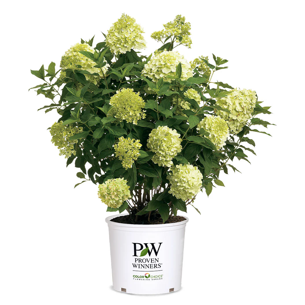 Proven Winners® Limelight Hydrangea Shrub - Image 7