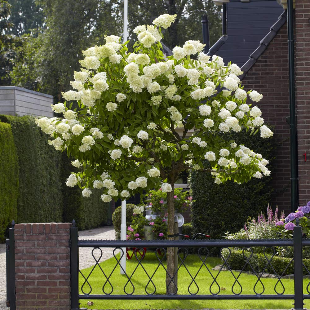Proven Winners® Limelight Hydrangea Tree - Image 3