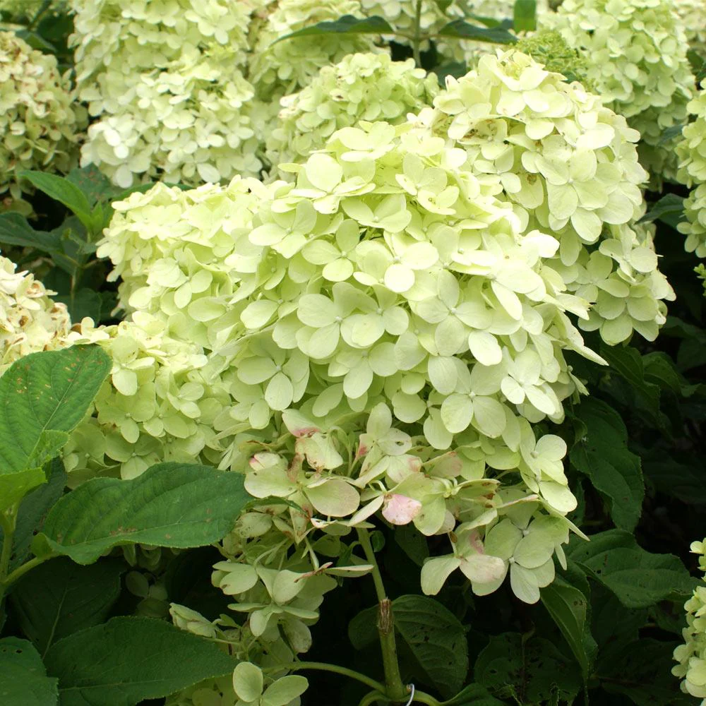 Proven Winners® Limelight Hydrangea Tree - Image 4