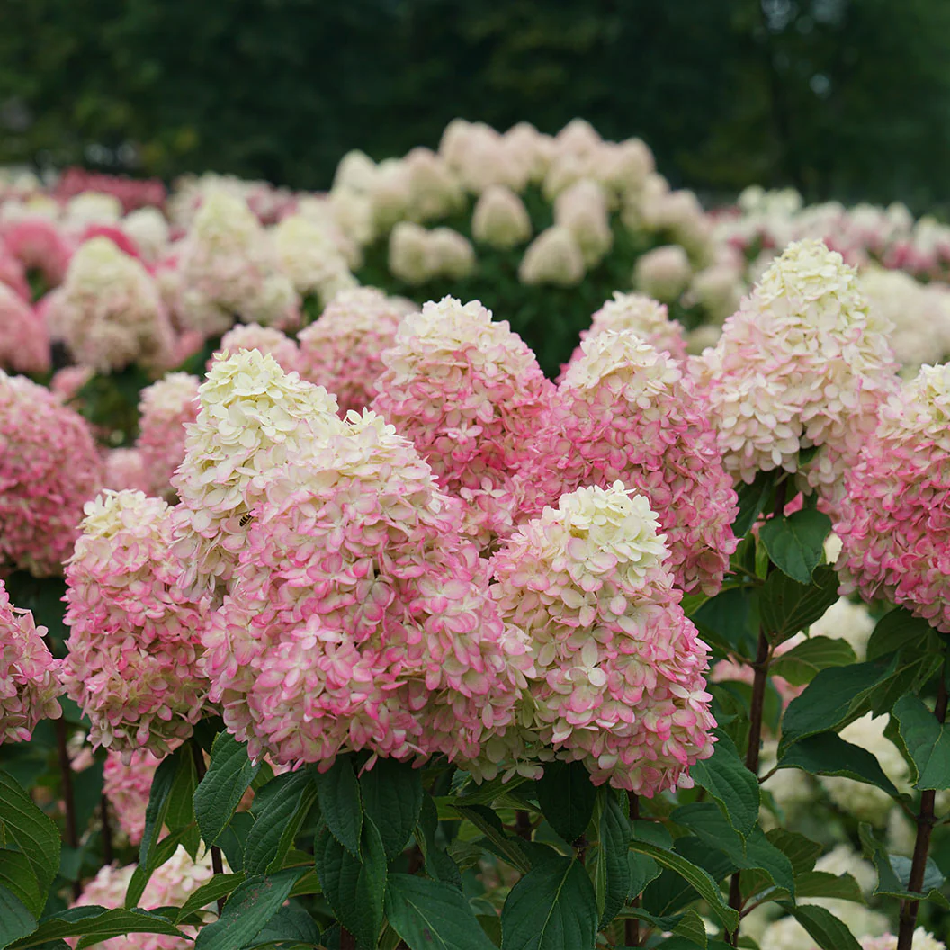 Limelight Prime® Hydrangea Shrub - Image 2