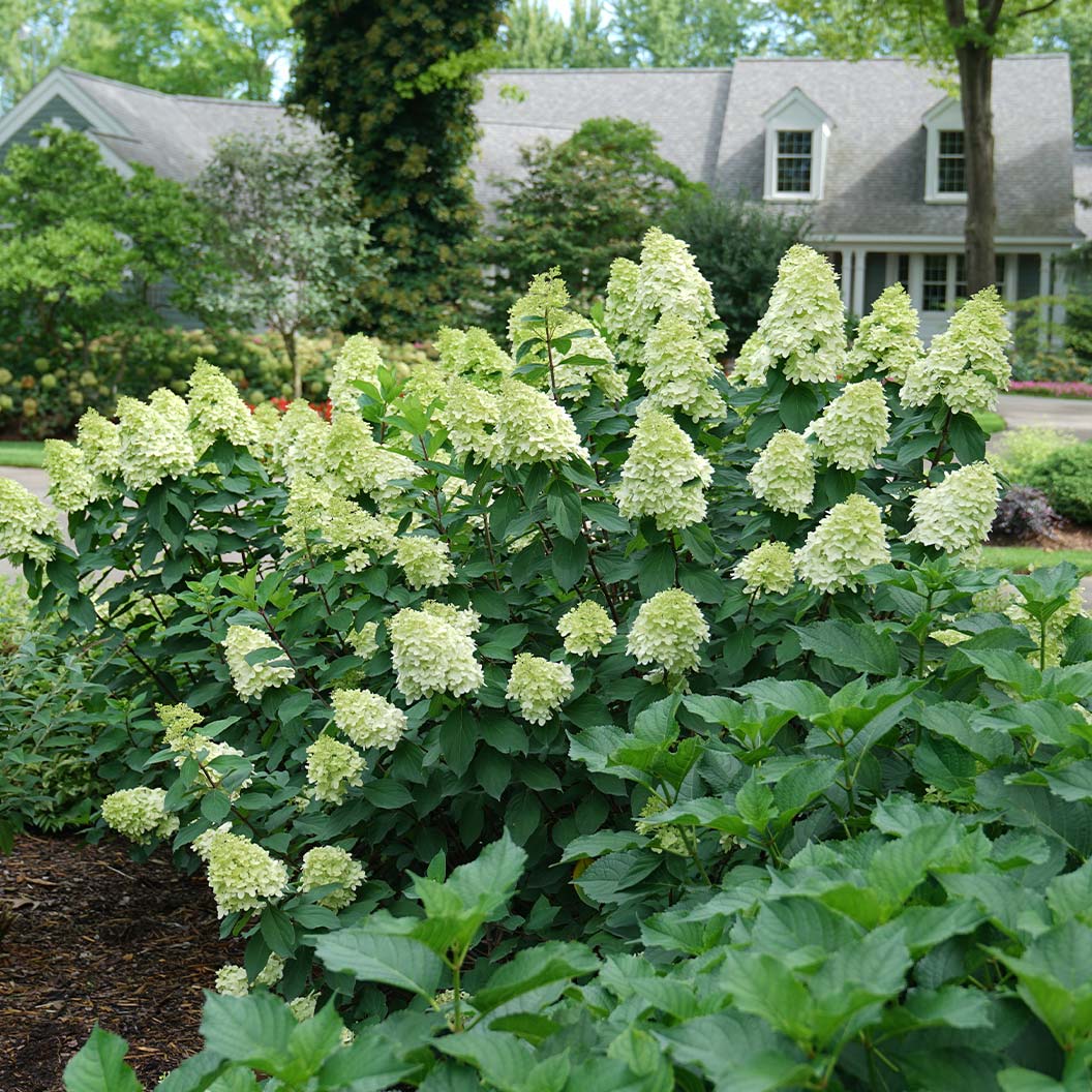 Limelight Prime® Hydrangea Shrub - Image 3