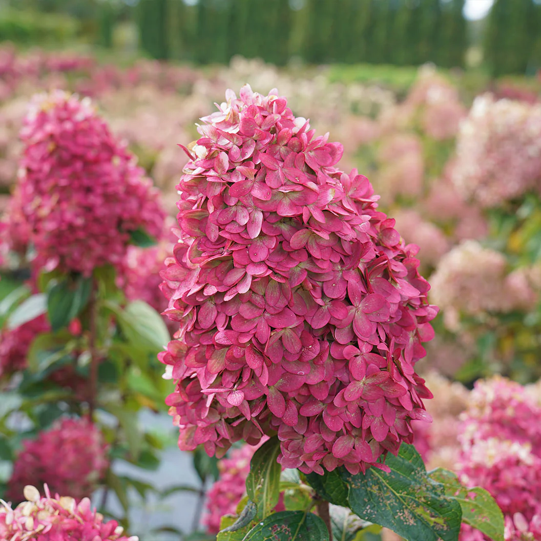 Limelight Prime® Hydrangea Shrub - Image 4