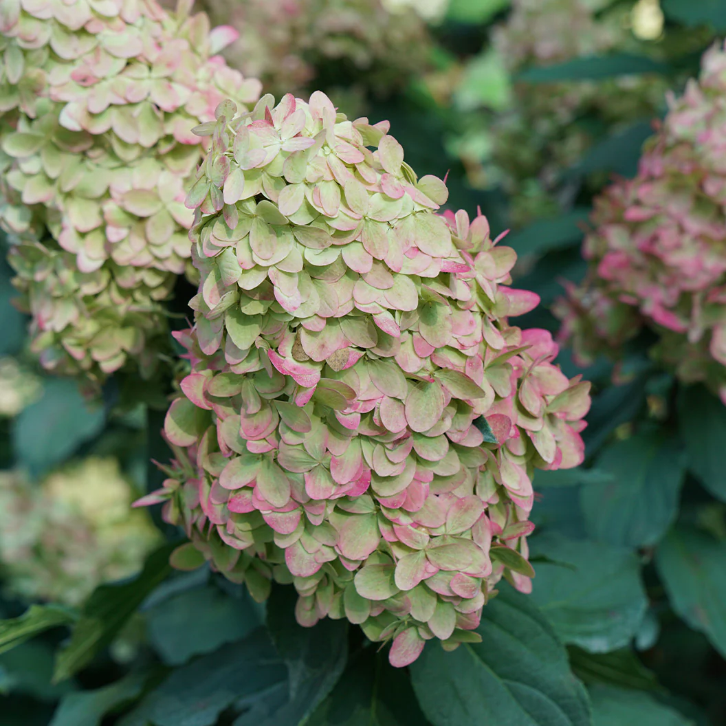 Limelight Prime® Hydrangea Shrub - Image 5