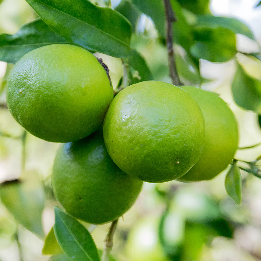Limequat Citrus Tree - Image 4