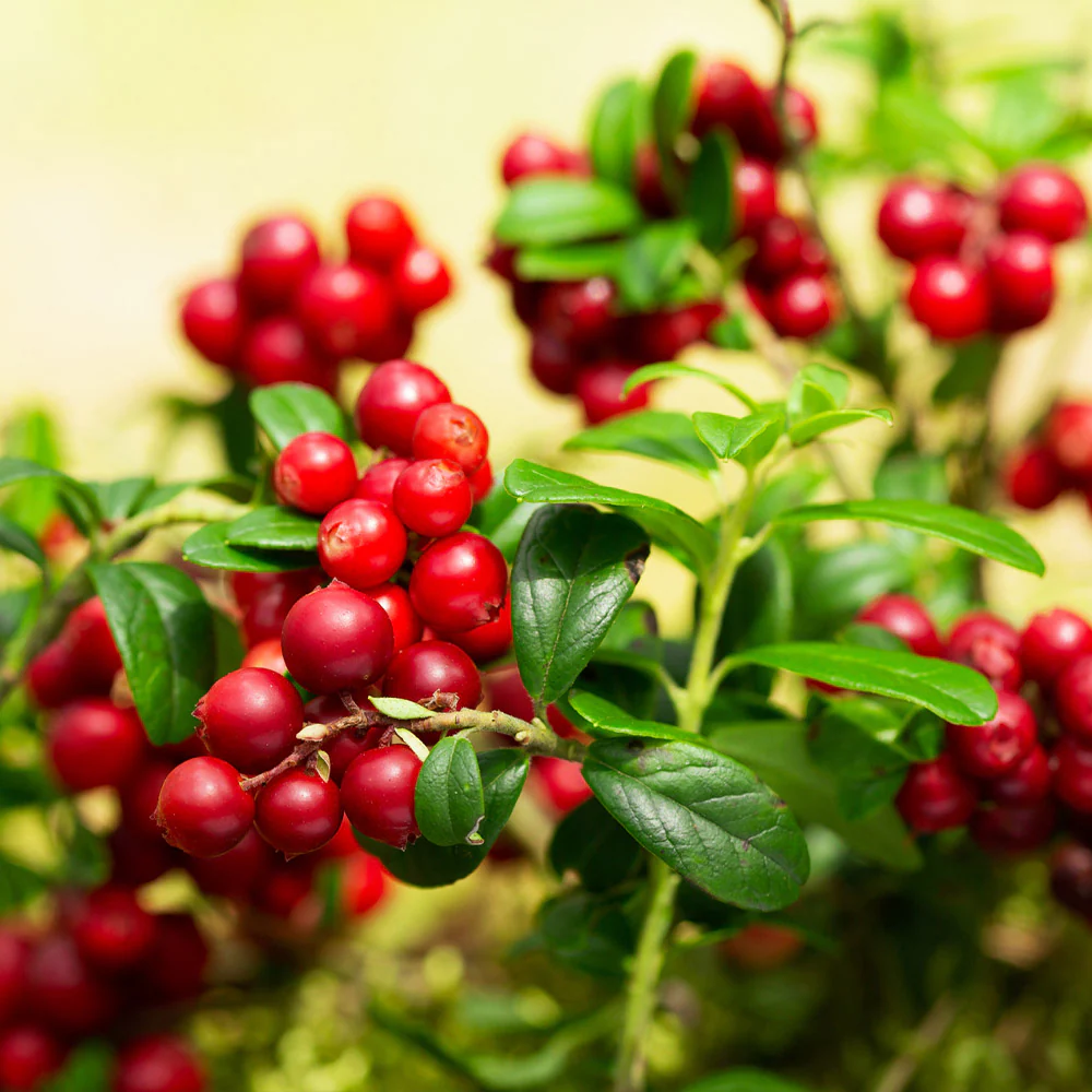 Lingonberry Plant - Image 2