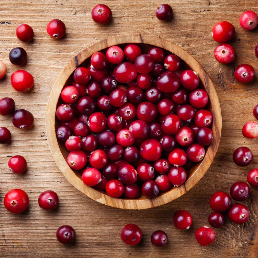 Lingonberry Plant - Image 3