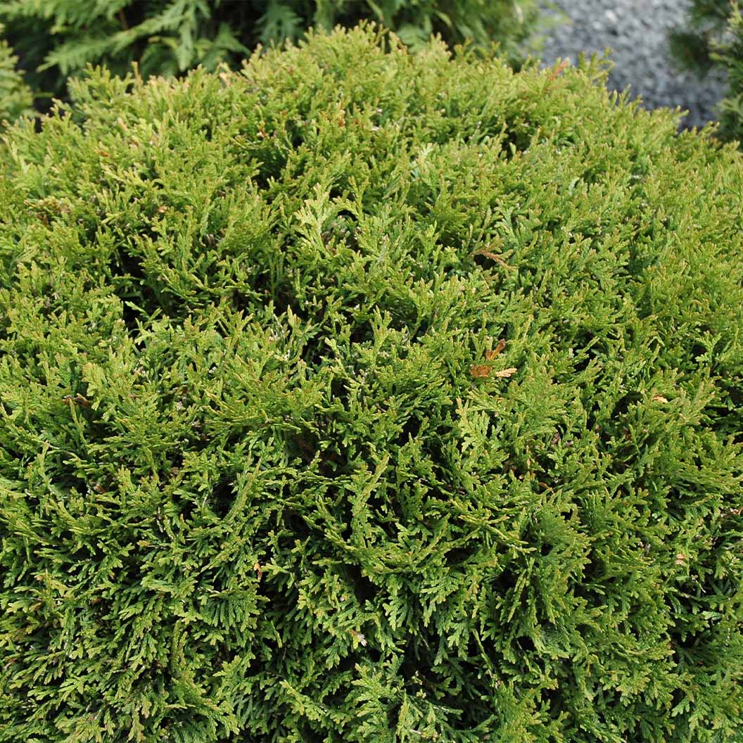 Little Giant Dwarf Arborvitae Shrub - Image 3