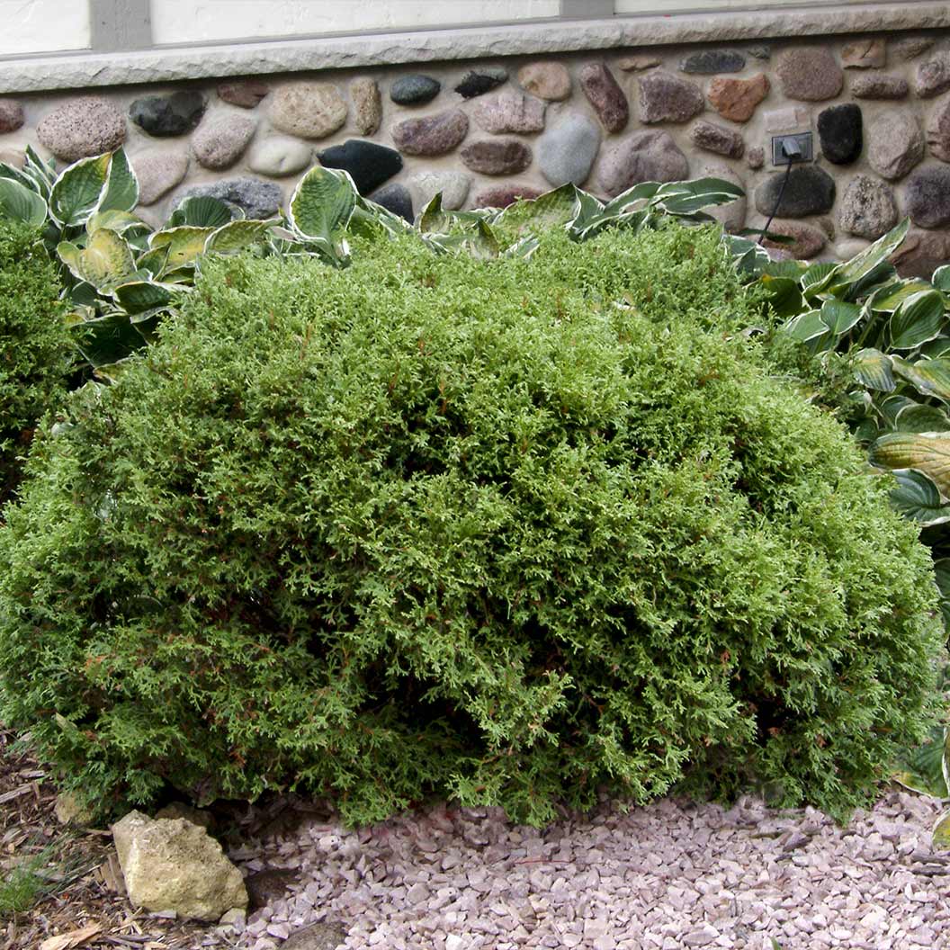 Little Giant Dwarf Arborvitae Shrub - Image 4