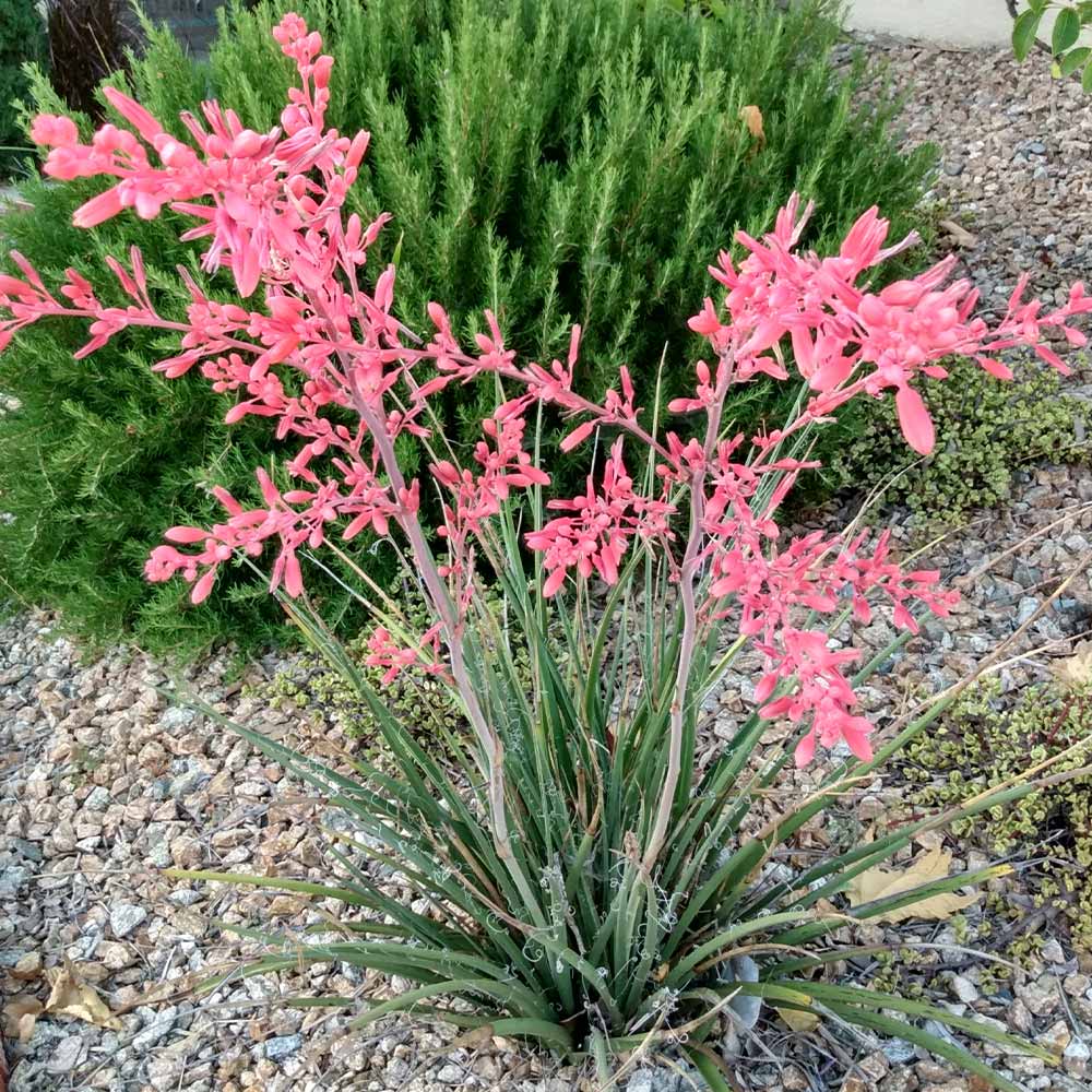 Red Yucca Little Giant - Image 2