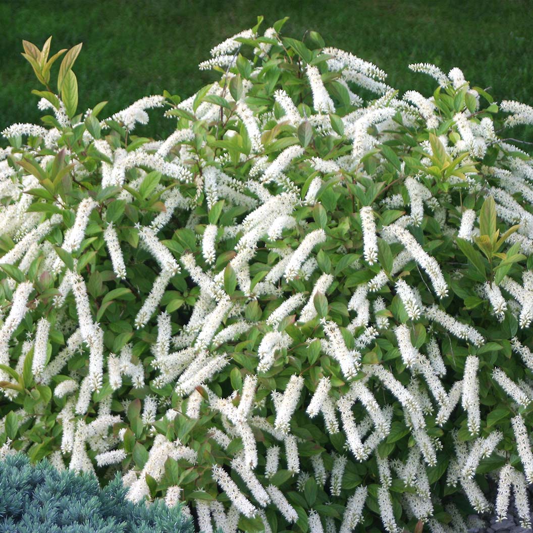 Proven Winners® Little Henry® Sweetspire Shrub - Image 2