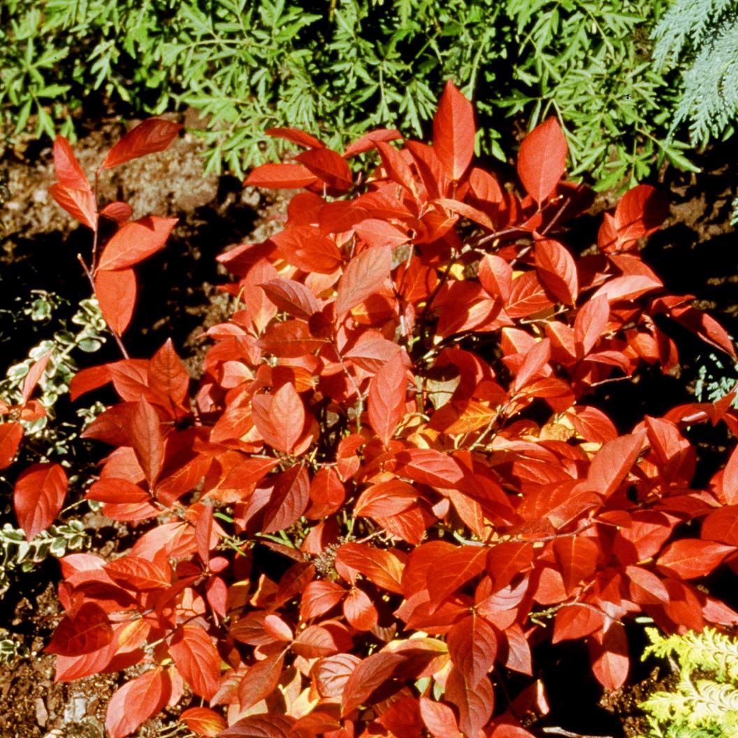 Proven Winners® Little Henry® Sweetspire Shrub - Image 3