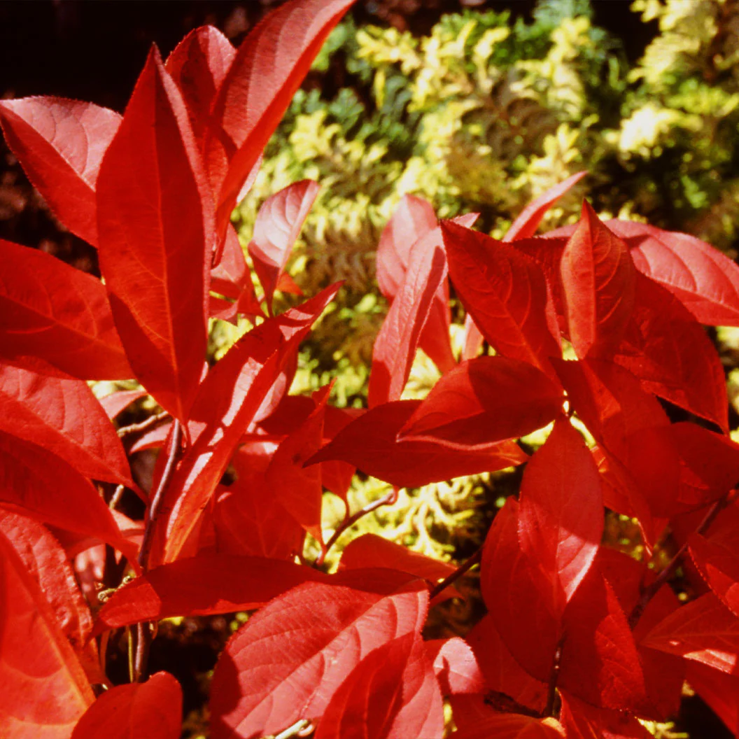 Proven Winners® Little Henry® Sweetspire Shrub - Image 4