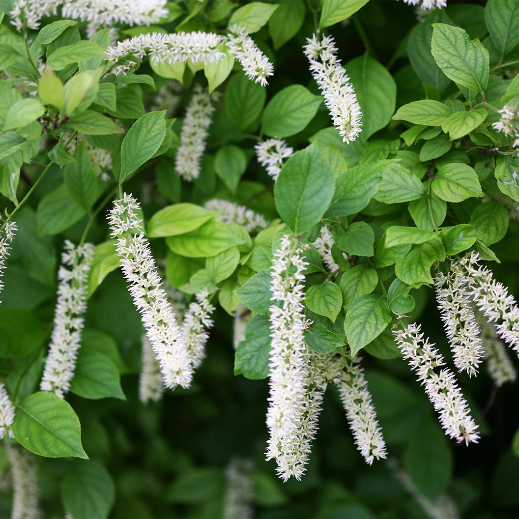 Proven Winners® Little Henry® Sweetspire Shrub - Image 5