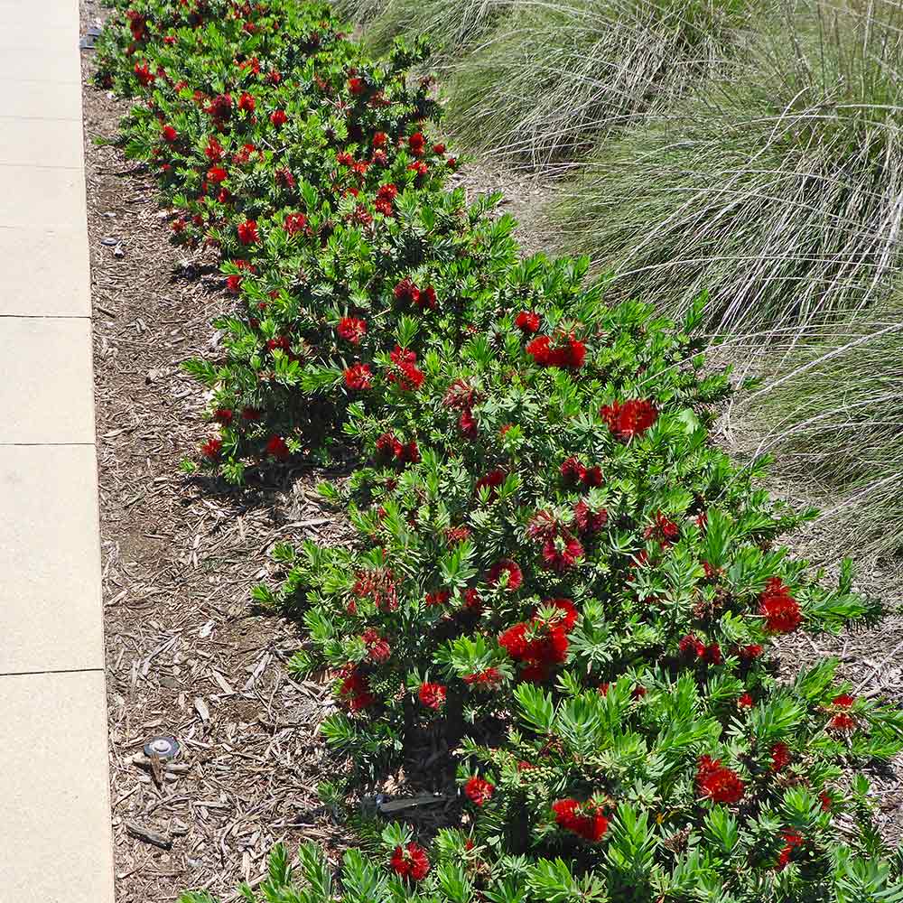 Little John Dwarf Bottlebrush Shrub - Image 4
